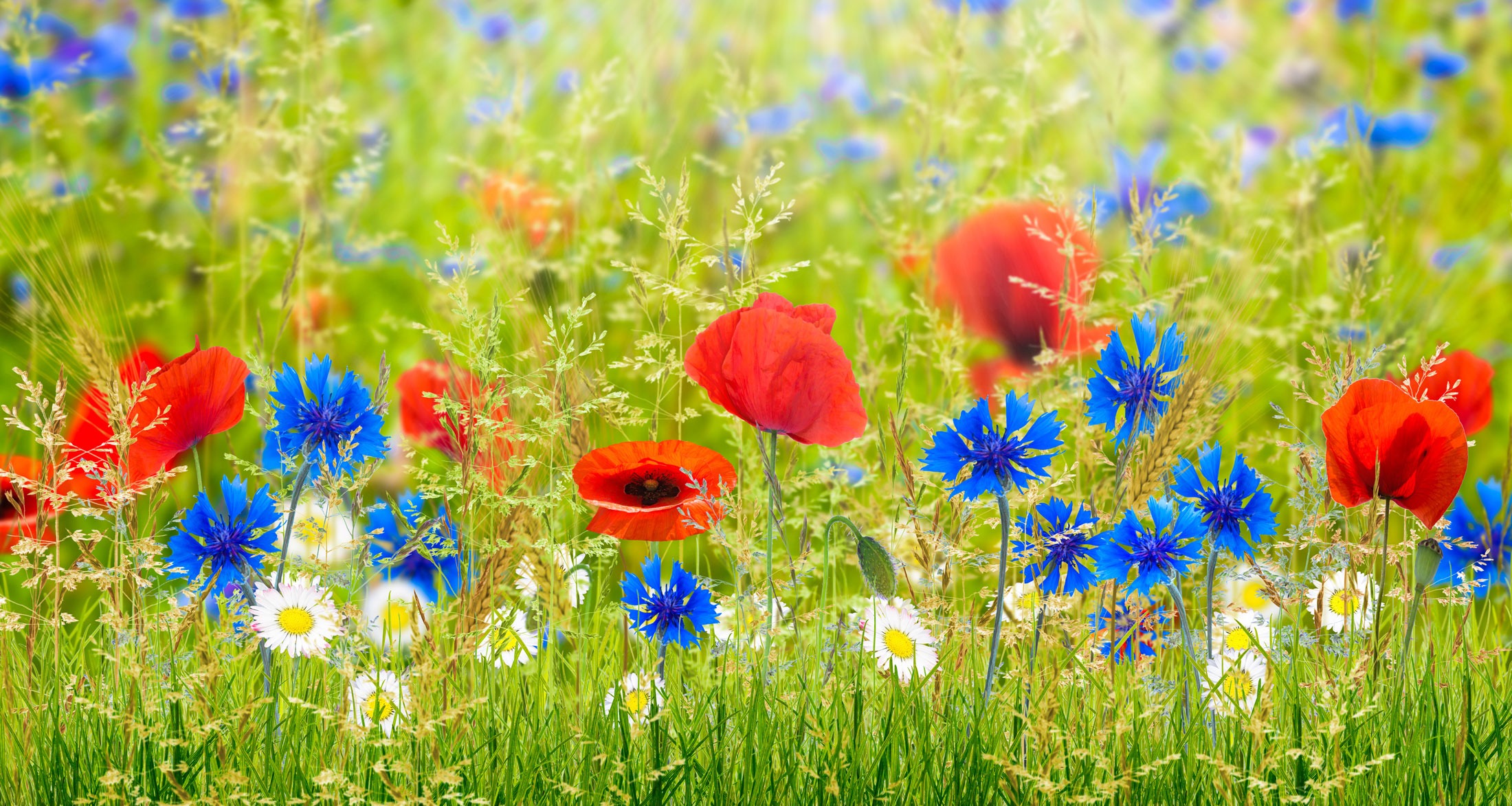 Du visar för närvarande Den blomstertid nu kommer